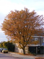 Herfst 2008