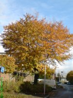 Herfst in de Merelhoven