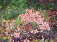 Paddestoelen in Hoog-Soeren