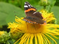 Vlinder op koeienoog